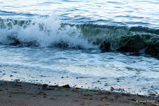 South Whidbey State Park beach