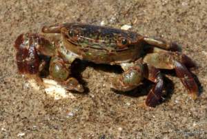 shore crab at Double Bluff County Park