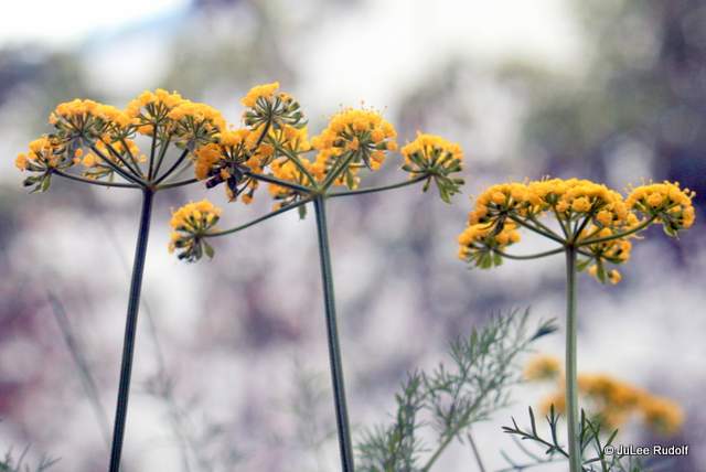 Lomatium utriculatum