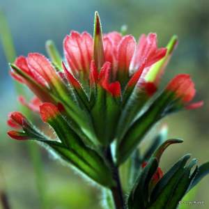 Castilleja miniata