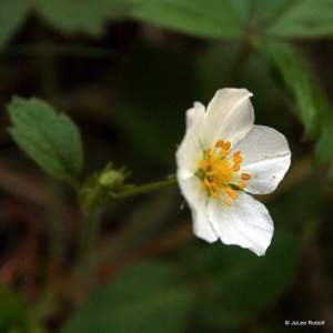 Fragaria chiloensis