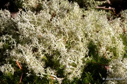 Reindeer lichen at Sharpe Park
