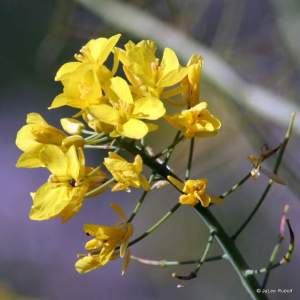 Barbarea orthoceras