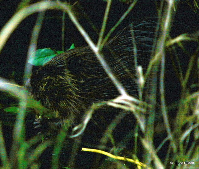 Beaver at Cranberry Lake