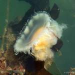 fried egg jellyfish