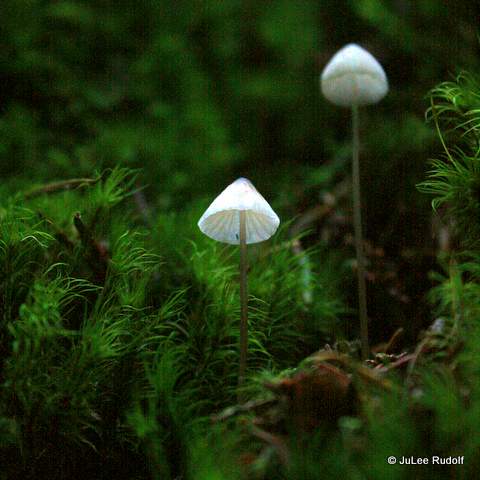 Mycena along the Perimeter Trail