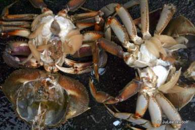 Crab from Cornet Bay after shell removal