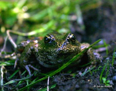 Toad along Wetland trail at Dugualla State Park