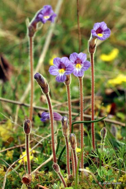 Orobanche uniflora