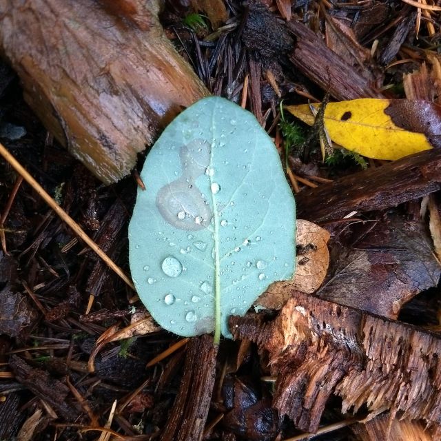 Whistle Salal