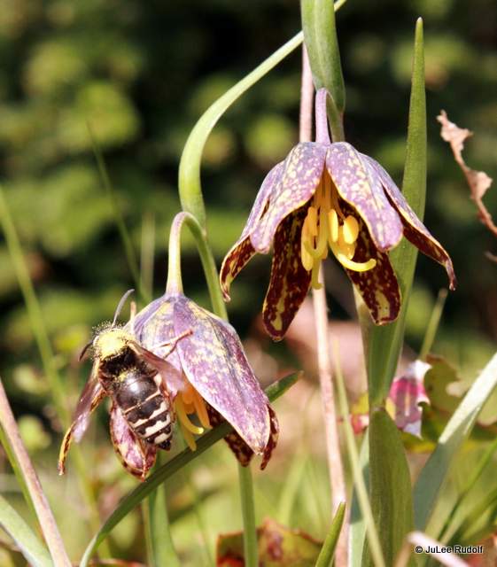 Fritillaria lanceolata