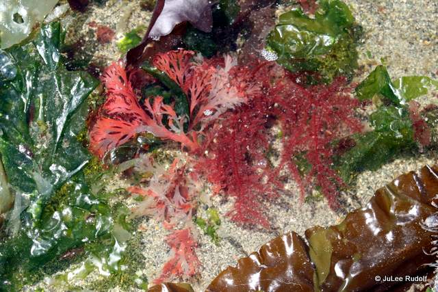 seaweed at Libbey Beach