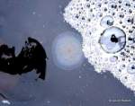 Librarybryozoan