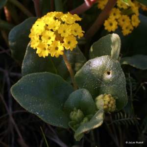Abronia latifolia
