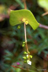 Claytonia perfoliata