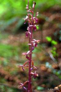 Corallorhiza maculata ssp mertensiana