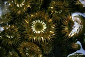 aggregating anemone