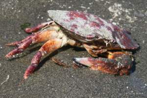 red rock crab at Double Bluff County Park