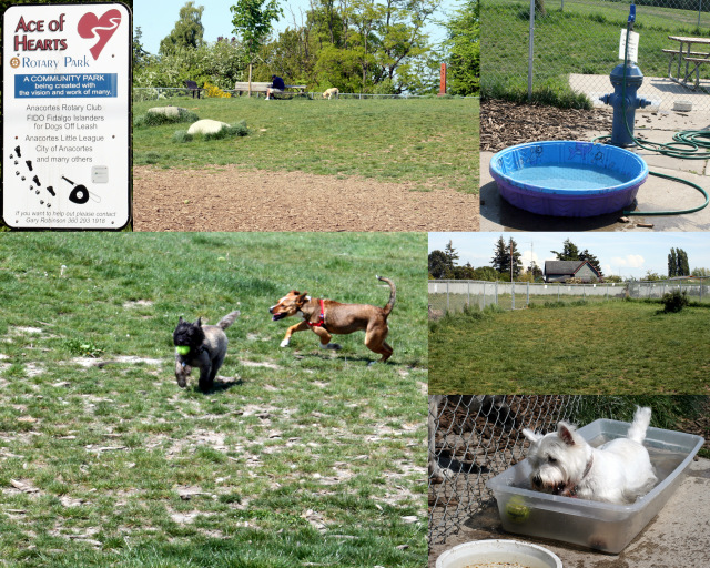 Ace of Hearts Dog Park