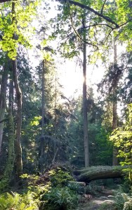 hemlock after 10-3-2017 9-48-00 AM