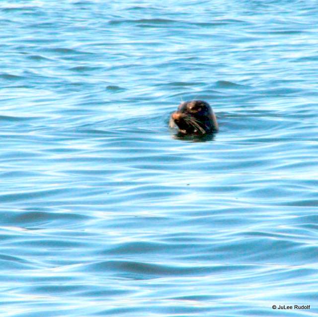 seal at South Whidbey State Park