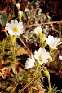 Cerastium arvense