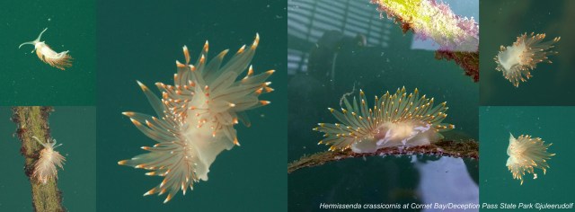 Hermissenda crassicornis at Cornet Bay--JuLee Rudolf