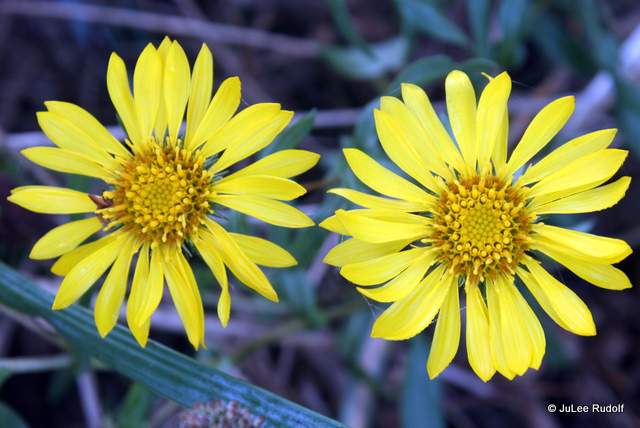 Grindelia integrifolia