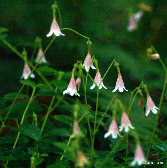 twinflower at South Whidbey State Park