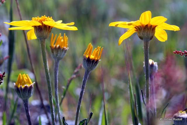 Arnica amplexicaulis