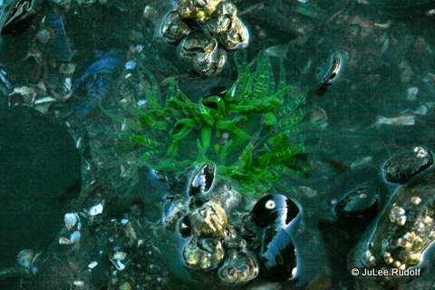 Buried green anemone at Ala Spit (December 2014)
