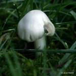 IMG_8868