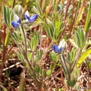 Lupinus polycarpus