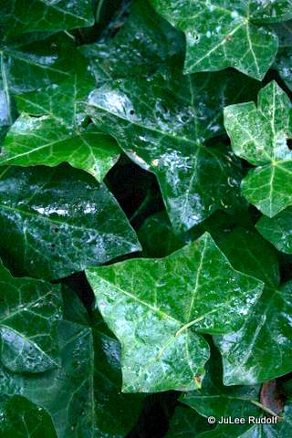 Ivy at JWSP