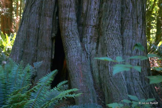 Ancient Cedar at South Whidbey State Park
