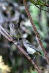 tempflycatchersatcornetbay
