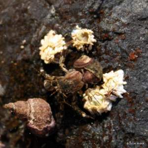 hermit crab with dog whelk and barnacles