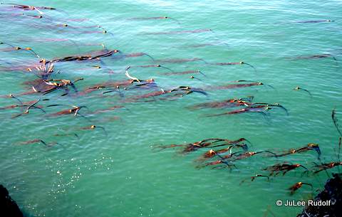Bull kelp viewed from Bluff Trail at Sharpe Park