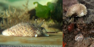Aeolidia papillosa at Cornet Bay and Bowman Bay--JuLee Rudolf