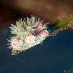 brooding anemone on eel grass at Cornet Bay dock