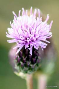 Cirsium arvense