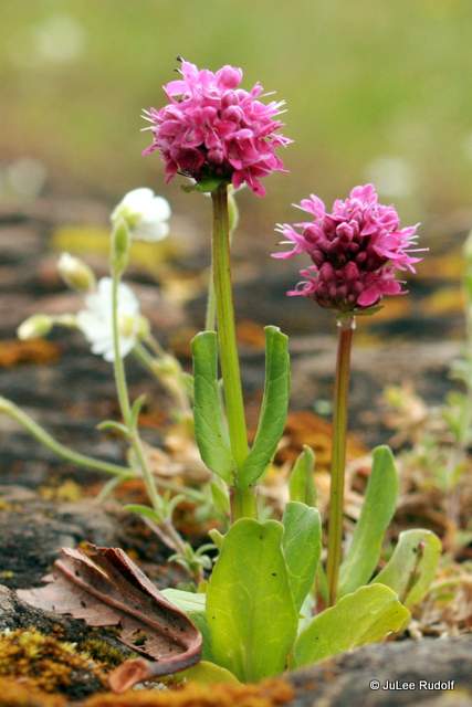 Plectritis congesta