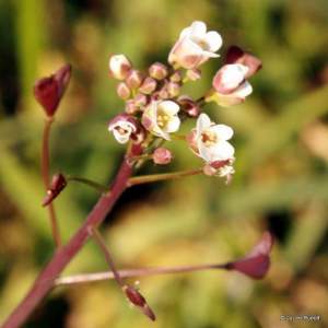 Capsella bursa-pastoris