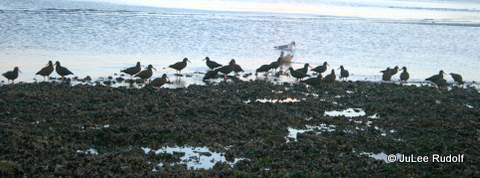 Black oystercatcher at Ala Spit