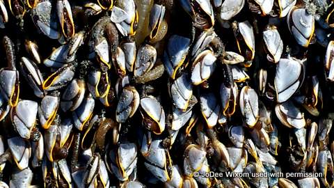 Goose barnacles and Ocean Shores