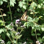 Tursi Trail butterflies