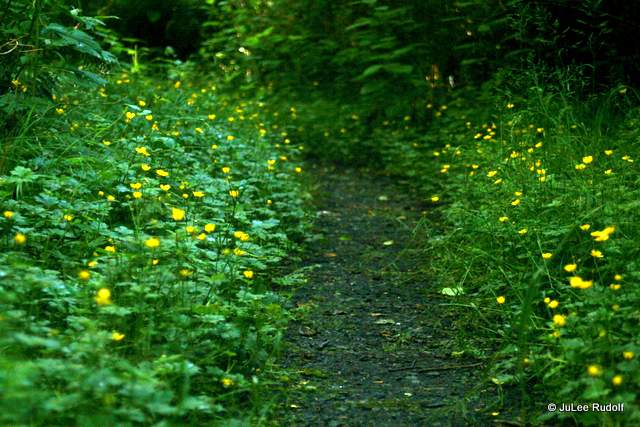 buttercups at South Whidbey State Park