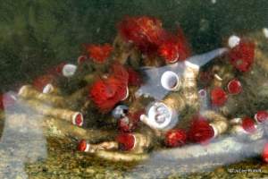 tube worms at Mueller Beach