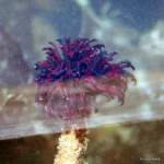 tube worm