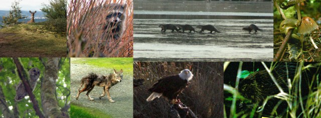 ACFL DPSP creatures 11-29-2017 4-44-17 PM.jpg